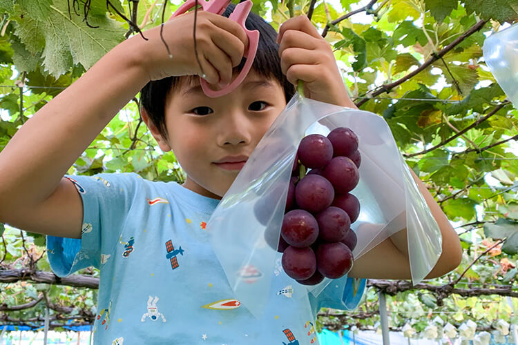 8月下旬～ ぶどう収穫