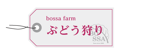 ボッサファームぶどう農園でぶどう狩り